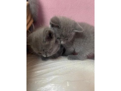 Safkan british shorthair yavrularımız yeni yuvalarına hazır