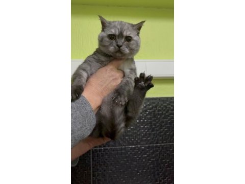 British shorthair 4 aylık erkek