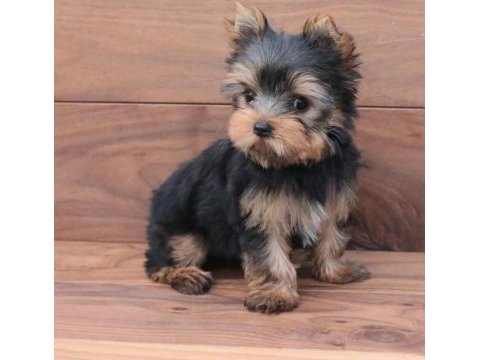 Mini minnak yorkshire terrier yavrular