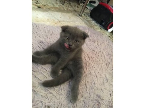 2,5 aylık bebek scottish fold
