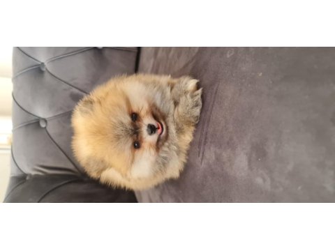 Show kalite pomeranian boo
