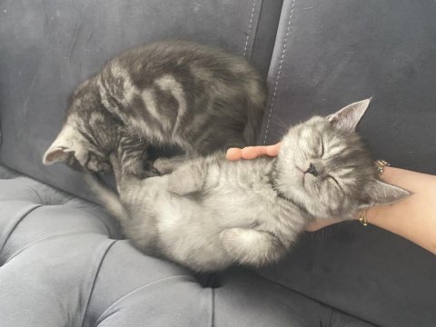 British shorthair silver tabby kızımı sahiplendiriyoruz