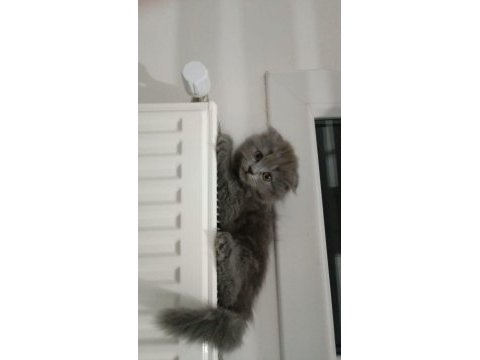 Scottish fold