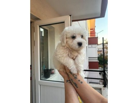 Terrier maltese