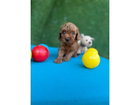 Bu minik poodle size çok yakışacak