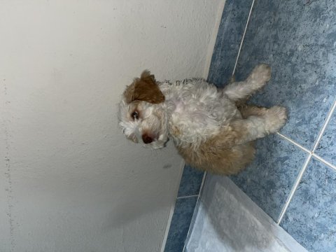 Acil sıcak yuva köpeğimize