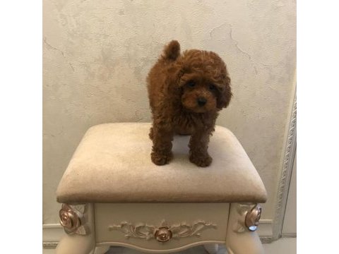 Kaliteli toy poodle yavruları