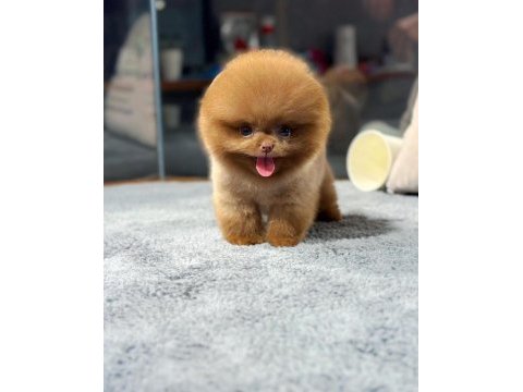 Aa kalite safkan pomeranian oğlumuz