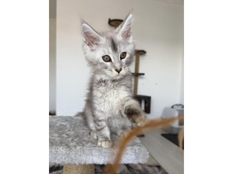 Xxxl maine coon erkek wcf kayıtlı