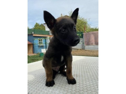 Belçika kurdu diğer adıyla malinois