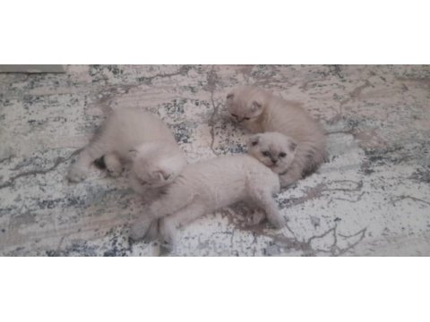 Son 2 yavru scottish fold erkek