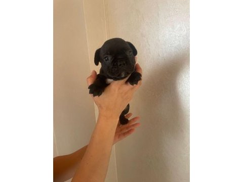 45 günlük french bulldog