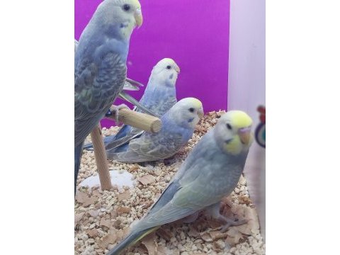 Yavru muhabbet kuşları