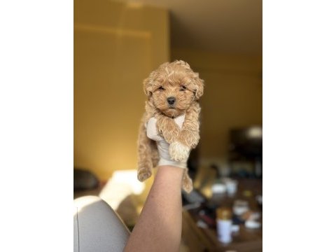 Korea maltipoo teacup bebekler