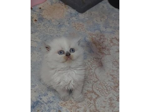 Topkafa kan hattı belli safkan cins kediler