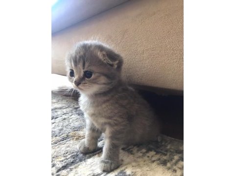 Kesik kulak scottish fold uyguna