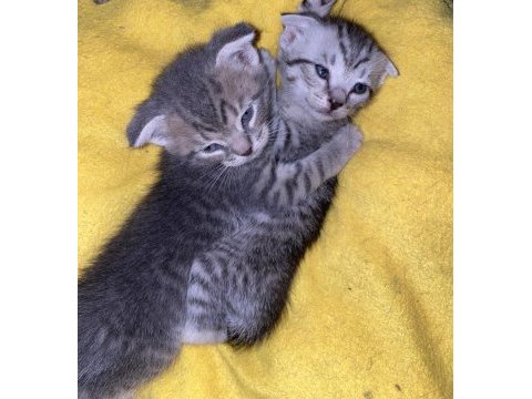 Acil sahiplendirme scottish fold yavru