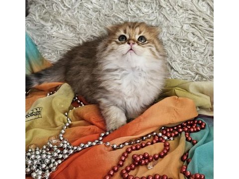 Golden ay11 muhteşem erkek british longhair