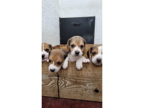 Beagle yavrularımız ırk garantilidir