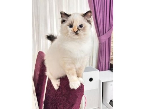 Şampiyon şecereli soyu safkan ragdoll yavruları
