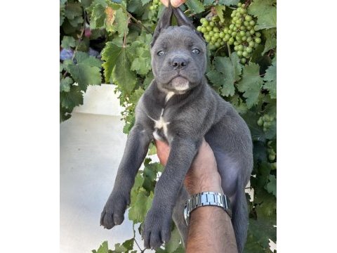 Blue cane corso bebekler