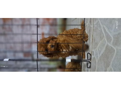 Toy poodle red brown