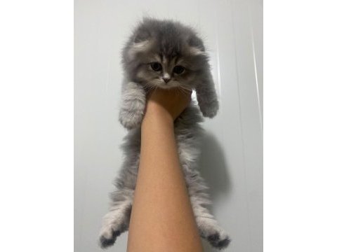 Safkan british longhair kedilerimiz teslime hazır