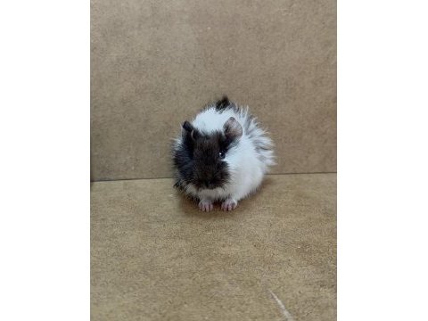 Ginepig yavrularımız gün içi gönderim sağlanmakta