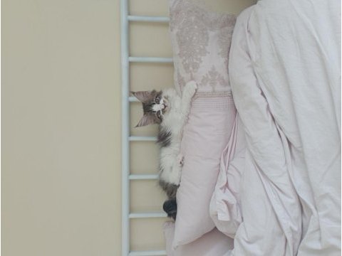 Nazik maine coon devler yuvasını arıyor