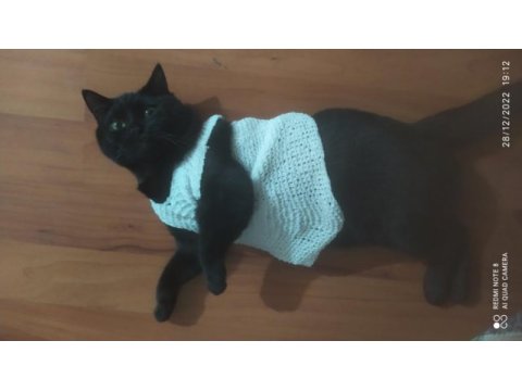 Siyah british shorthair kedimizi çiftleştirme