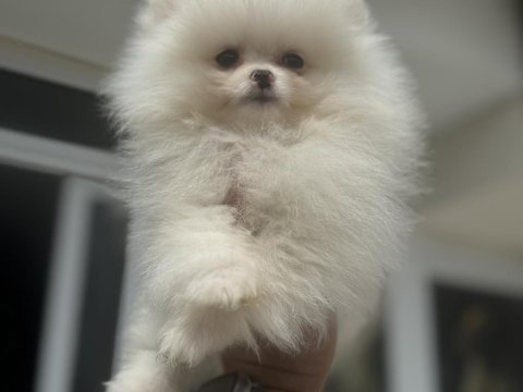 Ankaranın en elit ayı suratlı pomeranian yavruları