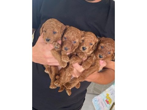 Üst kalite ev ortamında büyüyüyen poodle güzellikleri