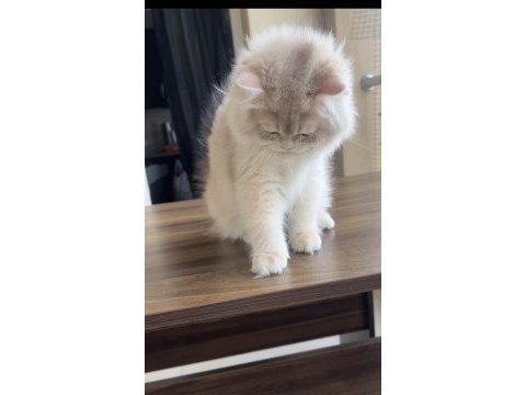Erkek british longhair bebek