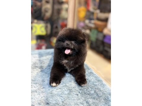 Siyah inci pomeranian