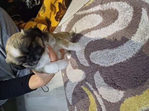 45 günlük pekinez köpekler