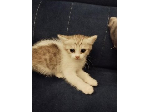Ücretsiz kediler sahiplendiriyoruz ama iyi bakmak şartıyla