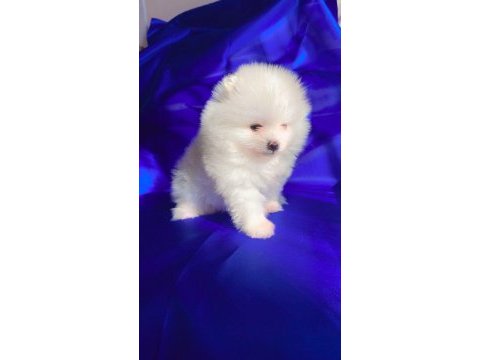 Dişi pomeranian boo