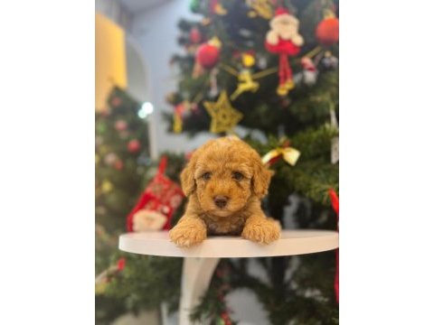 Maltipoo bebeğim