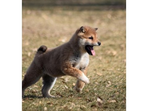 Minyatür shiba inu erkek yavru
