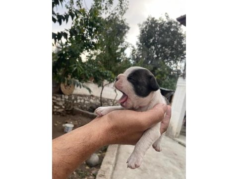 French bulldog köpeği