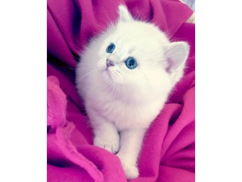 Mükemmel british shorthair bebişler