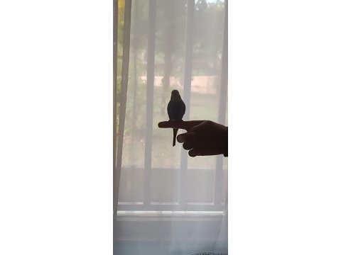 Akıllı muhabbet kuşu