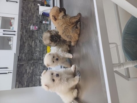 Pomeranian yavrular