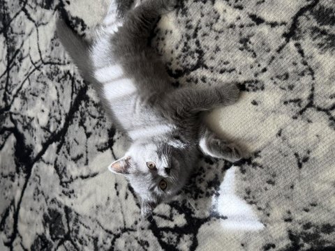 British shorthair 55 günlük dişi