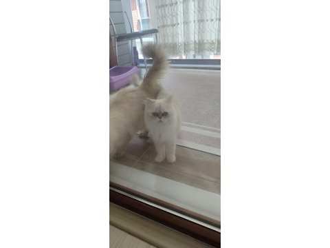 Orjinal erkek british longhair