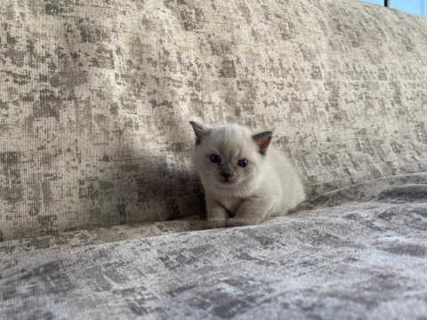 Güzel cins kedi