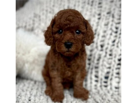 Ruhsatlı köpek çiftliğinden toy poodle yavrularımız