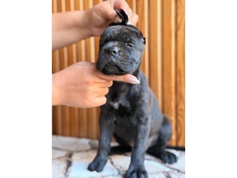 Üst kalite cane corso yavrular