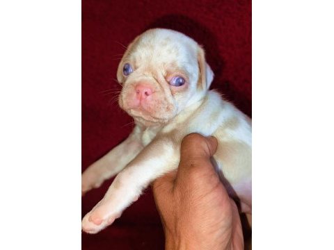 Egzotik renk pug mops köpekler