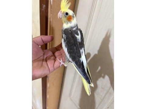 39 günlük kusursuz pied bebek sultan papağanı
